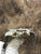 Breitling Chronomat Evolution B13356 White & Gold Dial Automatic Men's Watch